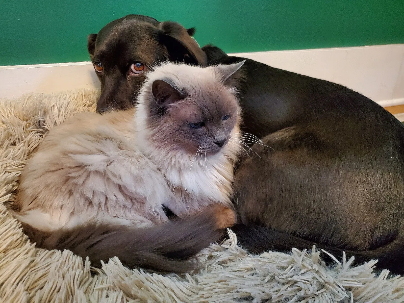 Um gato de pelo claro e um cachorro preto dividem uma cama para animais de estimação.